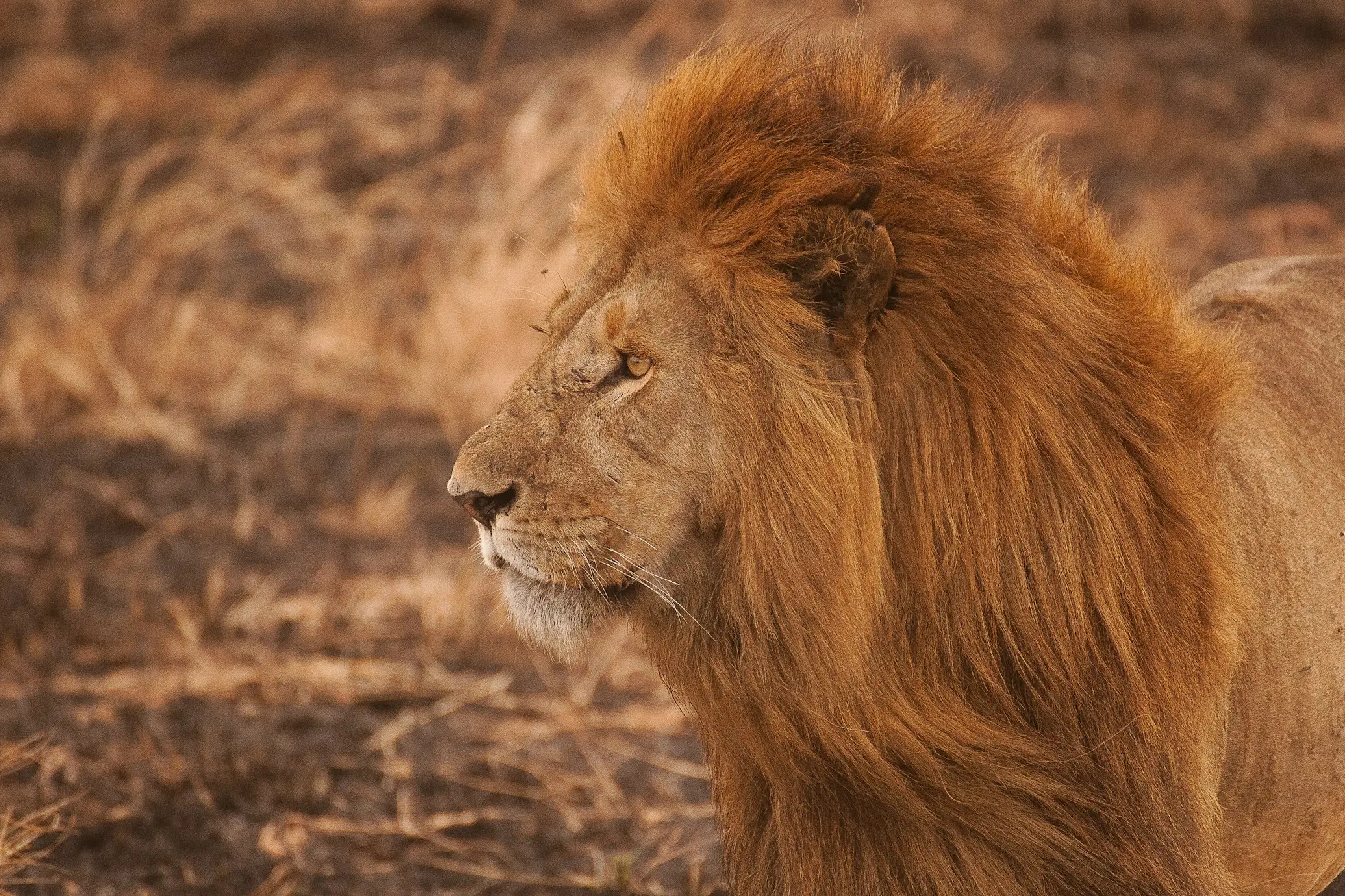 African Lion