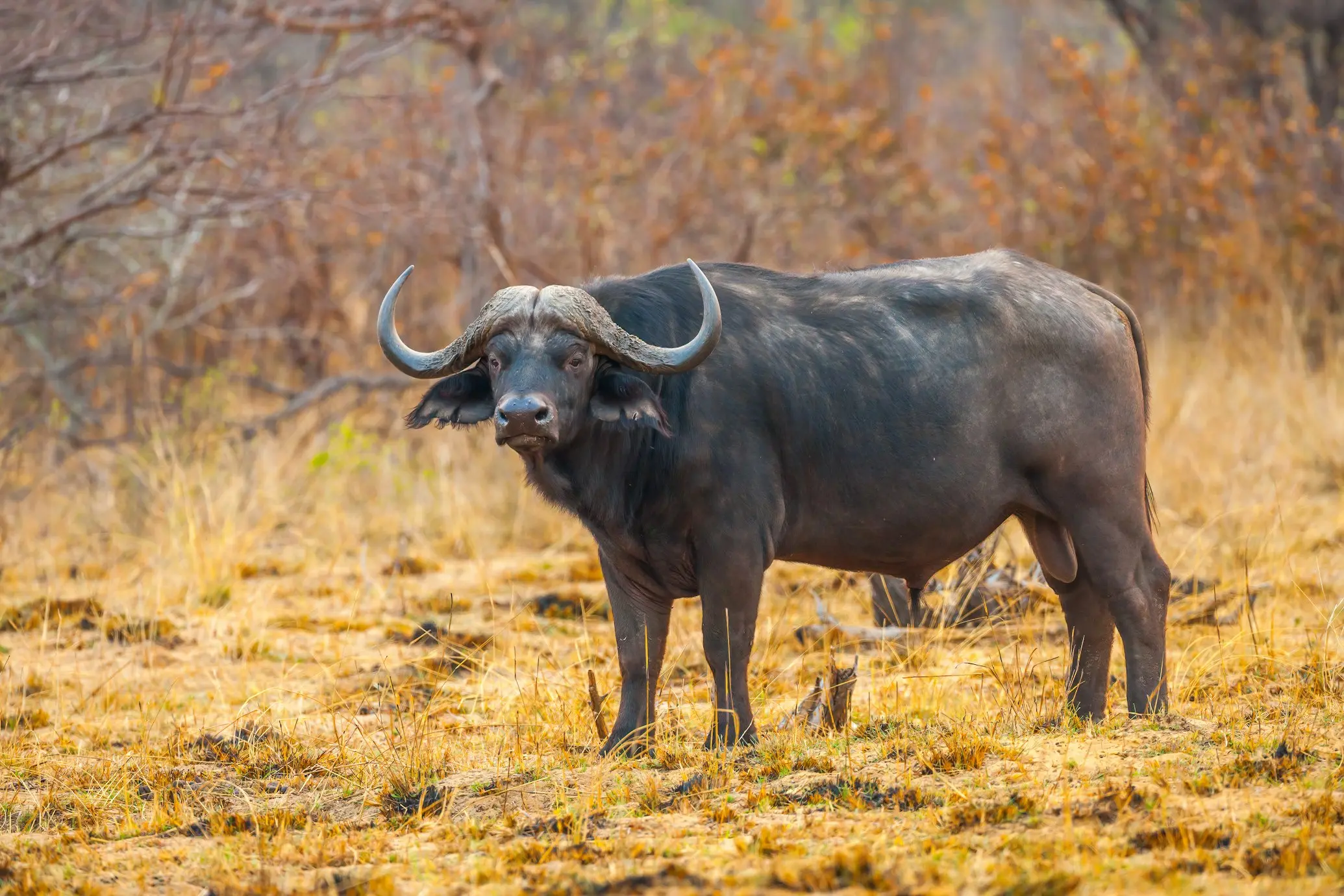 African Buffalo